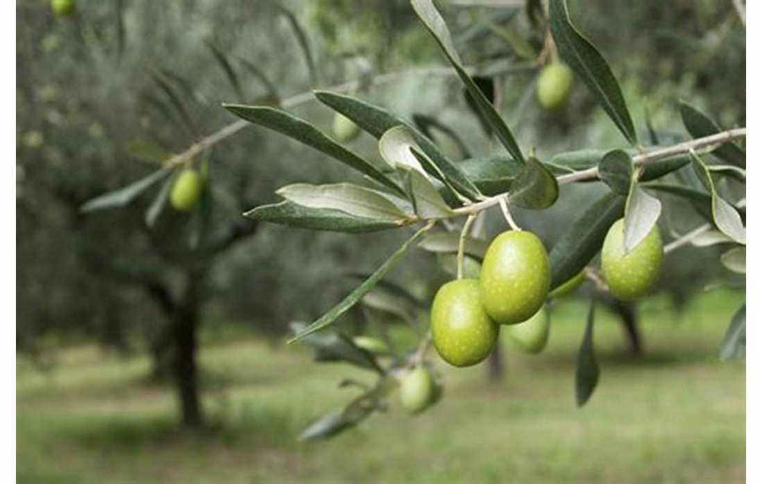 شجرة زيت الزيتون