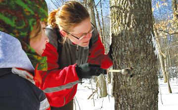 مهرجان السكر القيقب